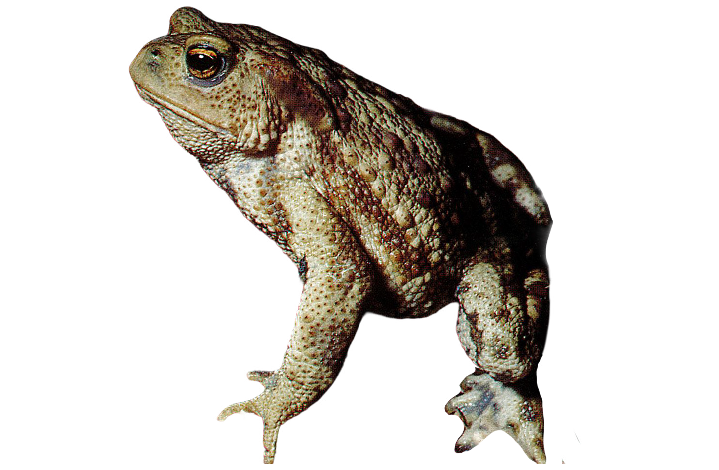 Bufonidae / Bufo bufo / Rospo comune Bufonidae / Bufo bufo / Rospo comune