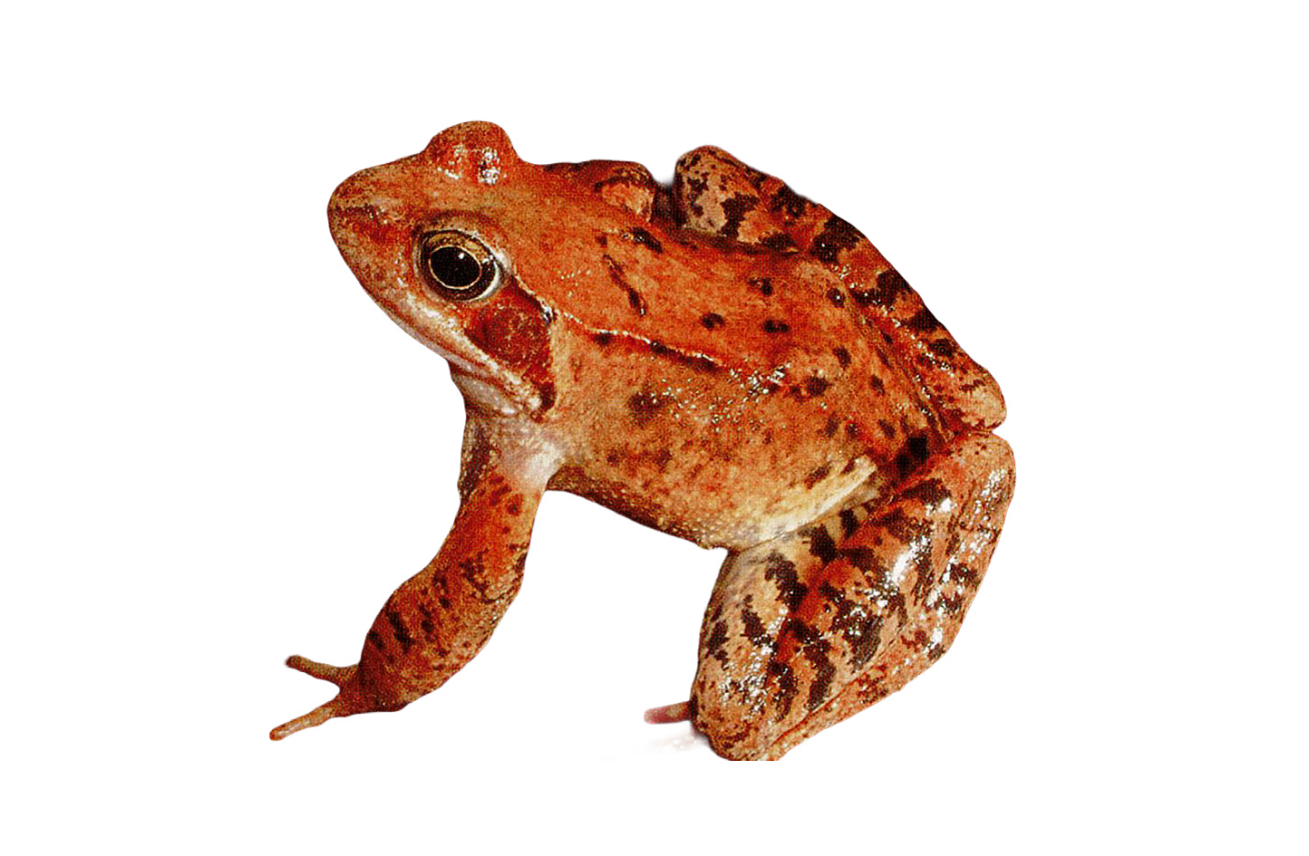 Ranidae / Rana temporaria / Rana temporaria Ranidae / Rana temporaria / Rana temporaria