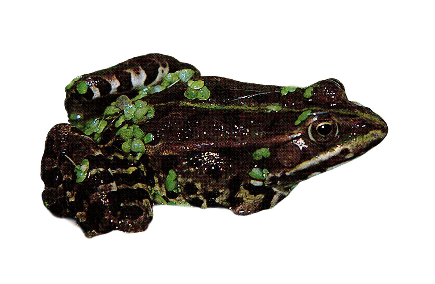 Ranidae / Rana esculenta / Rana verde Ranidae / Rana esculenta / Rana verde