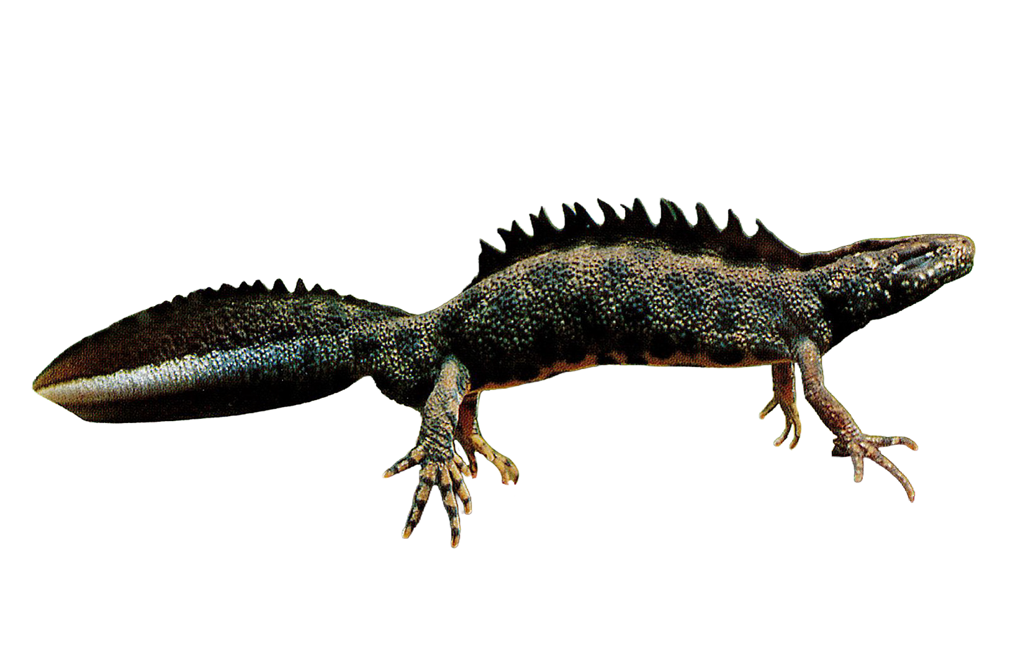 Salamandriadae / Triturus carnifex / Tritone crestato Salamandriadae / Triturus carnifex / Tritone crestato