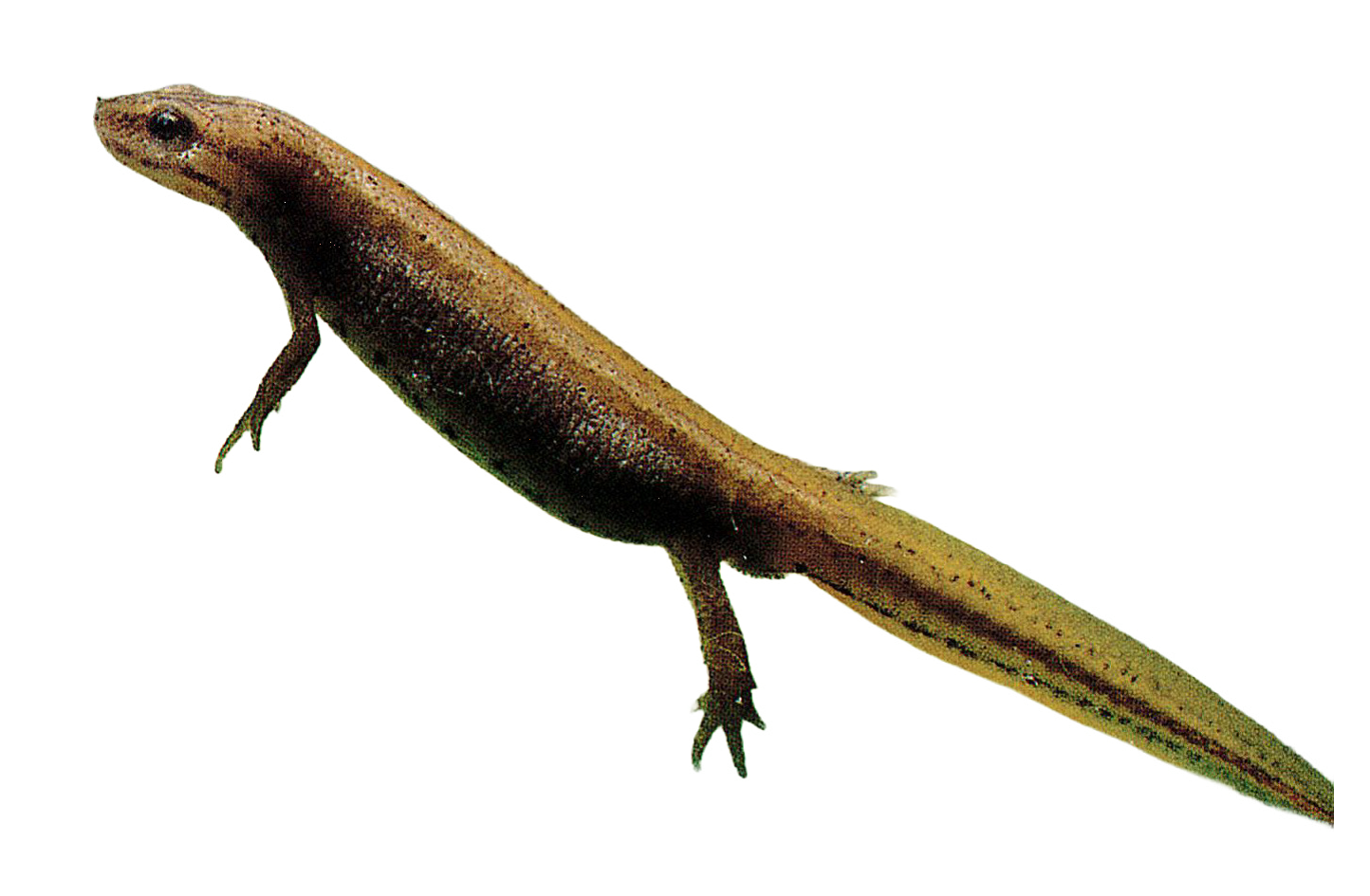 Salamandriadae / Triturus vulgaris meridionalis / Tritone punteggiato Salamandriadae / Triturus vulgaris meridionalis / Tritone punteggiato