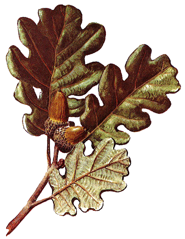 Fam. Fagaceae / Quercus pubescens / Roverella
