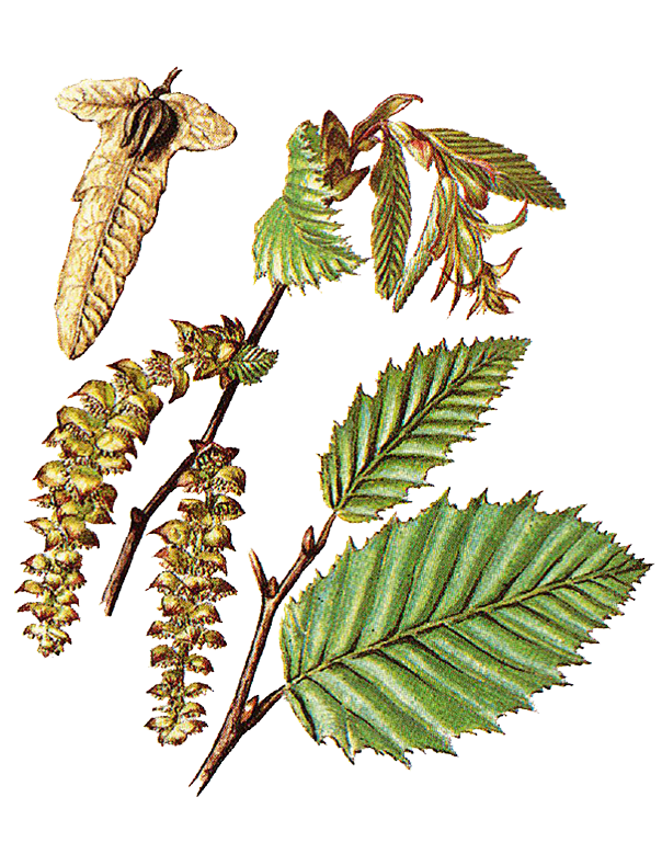 Fam. Corylaceae / Carpinus betulus / Carpino bianco