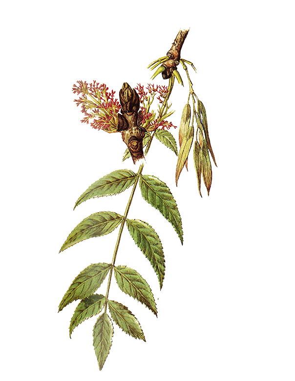 Fam. Oleaceae / Fraxinus excelsior / Frassino comune