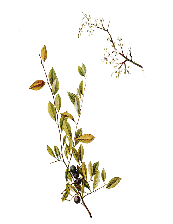 Fam. Rosaceae / Prunus spinosa / Prugnolo