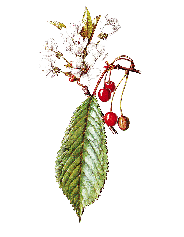 Fam. Rosaceae / Prunus avium / Ciliegio selvatico