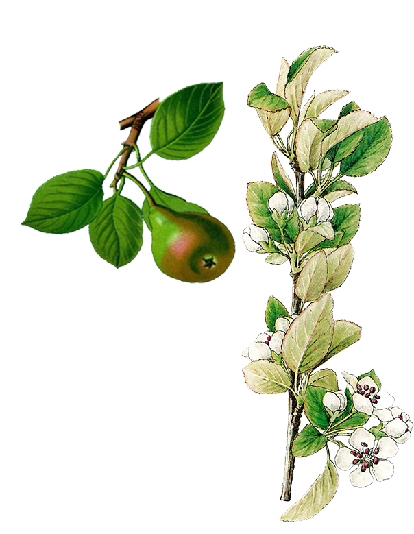 Fam. Rosaceae / Pyrus communis / Pero selvatico