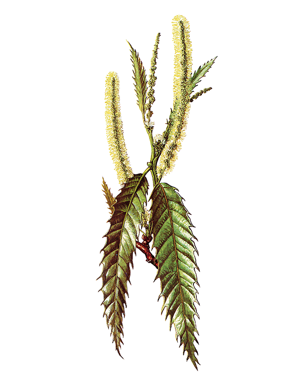 Fam. Fagaceae / Castanea sativa / Castagno