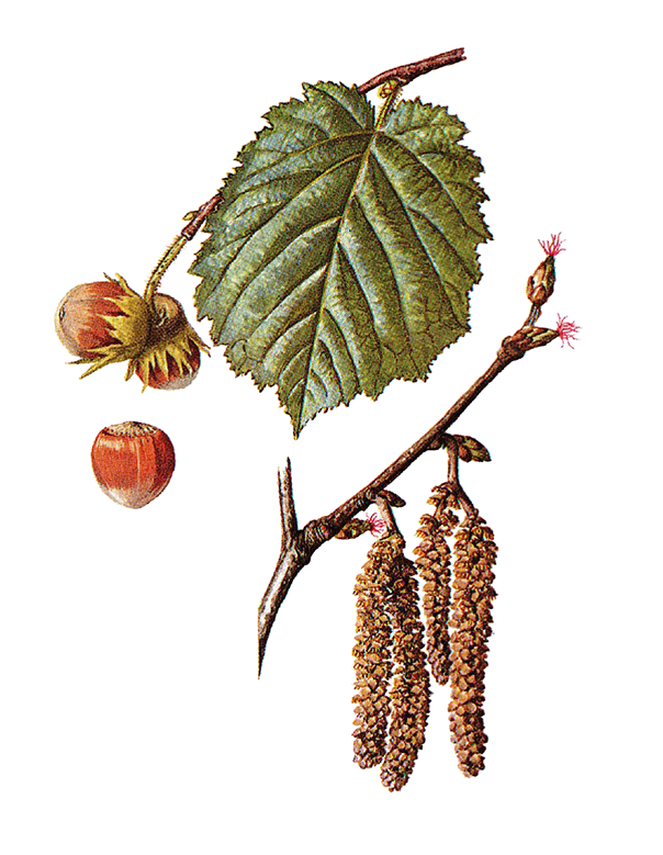 Fam. Corylaceae / Corylus avellana / Nocciolo