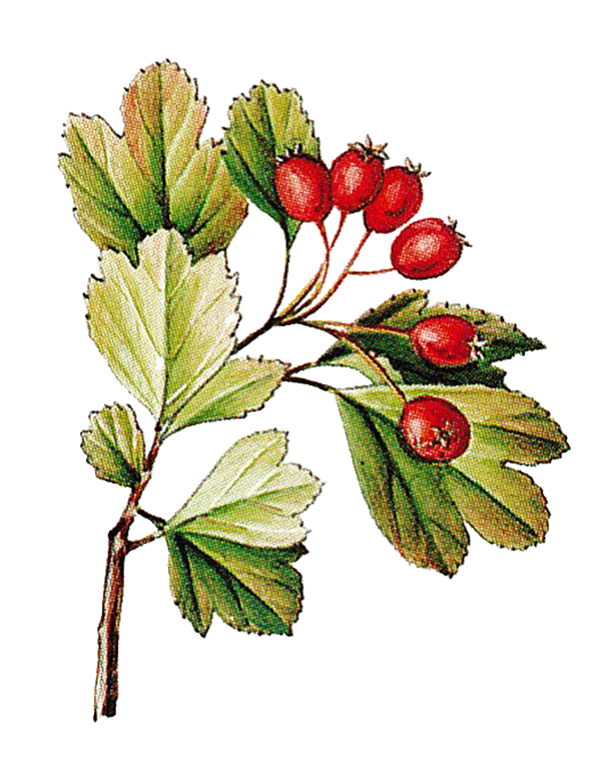 Fam. Rosaceae / Crataegus monogyna / Biancospino