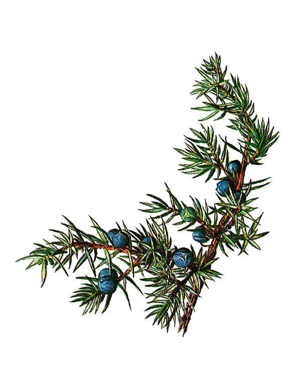 Fam. Cupressaceae / Juniperus communis / Ginepro