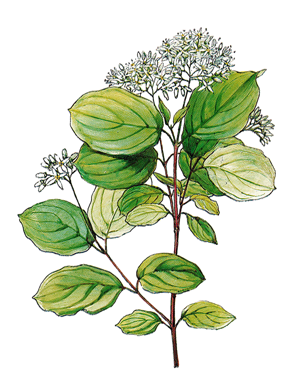 Fam. Cornaceae / Cornus sanguinea / Sanguinello