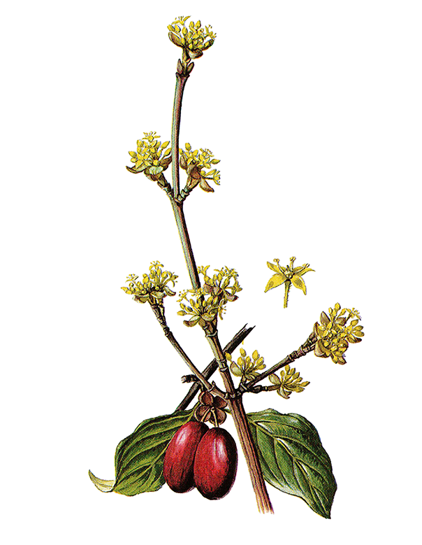 Fam. Cornaceae / Cornus mas / Corniolo