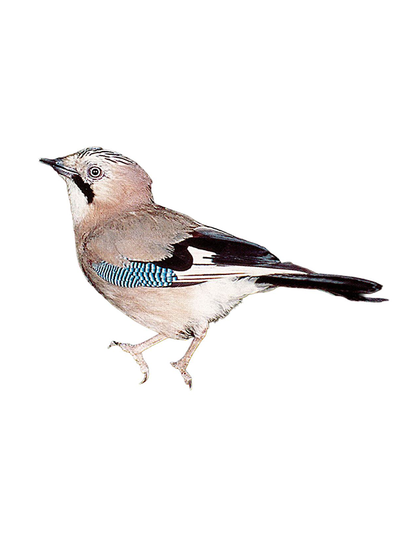 Fam. Corvidi / Garrulus glandarius / Ghiandaia