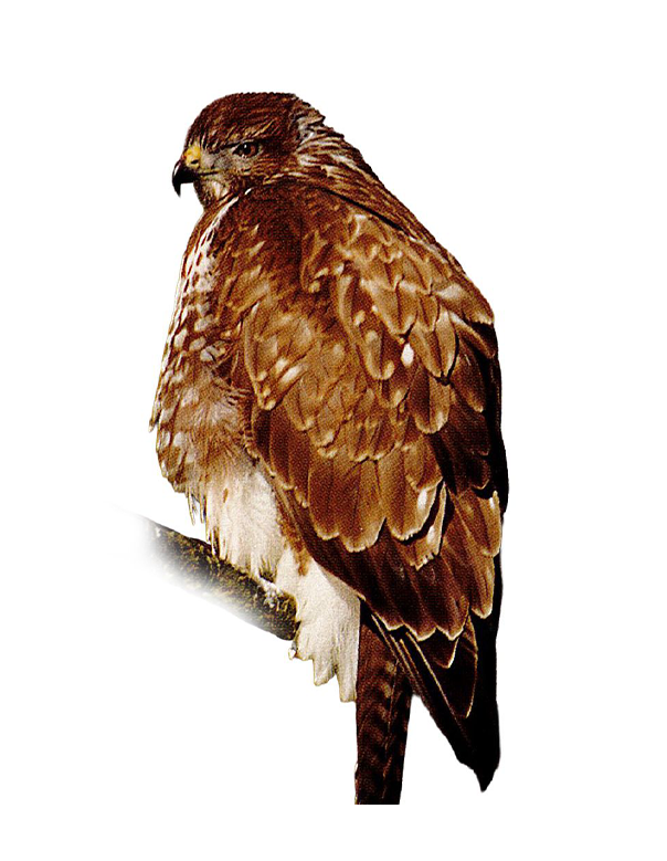 Fam. Accipritidi / Buteo buteo / Poiana