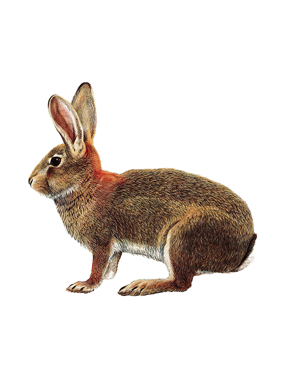 Fam. Leporidi / Lepus europaeus / Lepre