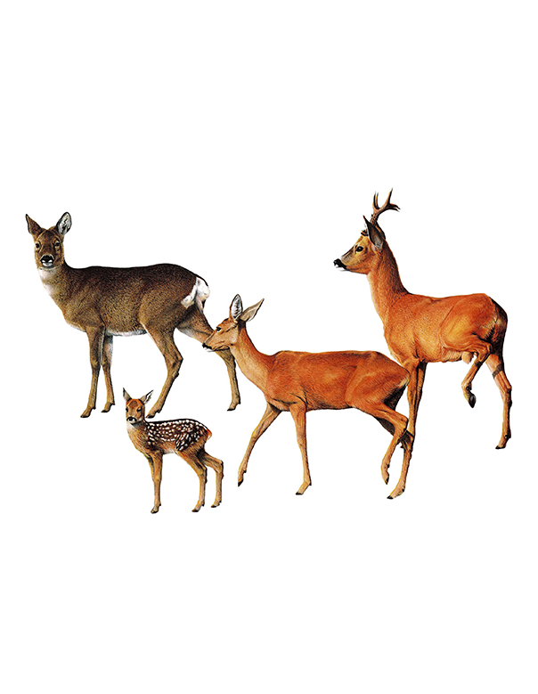 Fam. Cervidi / Capreolus capreolus / Capriolo