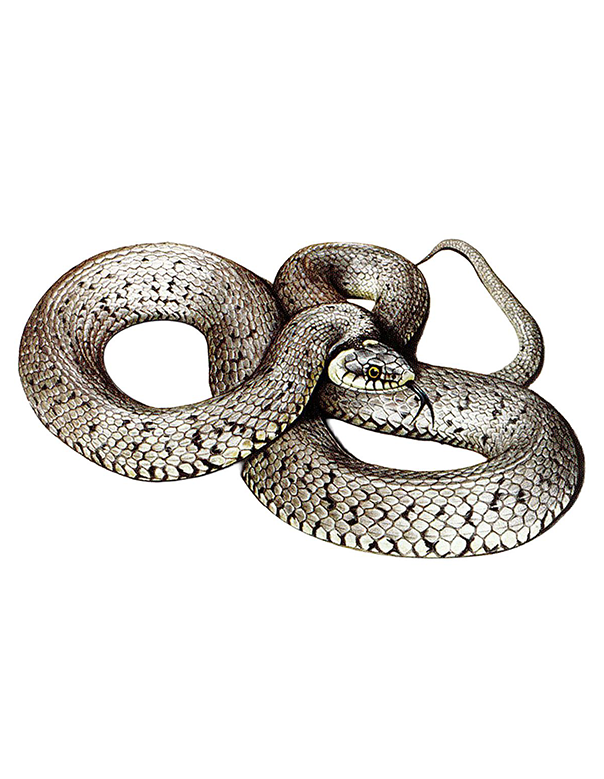 Fam. Colubridi / Natrix natrix / Biscia dal collare