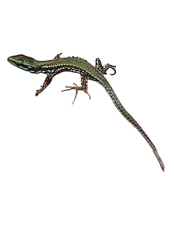 Fam. Lacertidae / Podarcis muralis / Lucertola muraiola