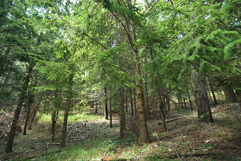 Fam. Pinaceae / Abies alba / Abete bianco Fam. Pinaceae / Abies alba / Abete bianco