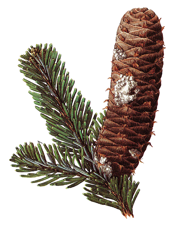 Fam. Pinaceae / Abies alba / Abete bianco Fam. Pinaceae / Abies alba / Abete bianco