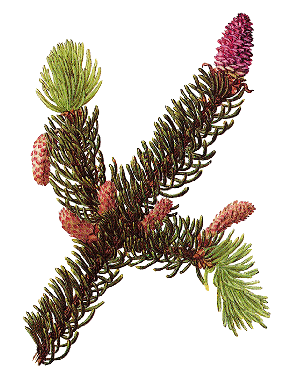 Fam. Pinaceae / Picea abies / Abete rosso Fam. Pinaceae / Picea abies / Abete rosso