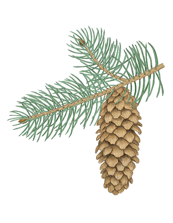 Fam Pinaceae / Picea pungens Engelm. / Abete argentato, abete delle montagne rocciose Fam Pinaceae / Picea pungens Engelm. / Abete argentato, abete delle montagne rocciose
