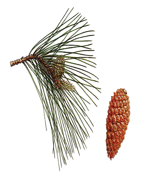 Fam. Pinaceae / Pinus nigra / Pino austriaco Fam. Pinaceae / Pinus nigra / Pino austriaco