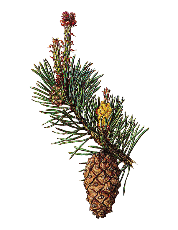 Fam. Pinaceae / Pinus sylvestris / Pino silvestre Fam. Pinaceae / Pinus sylvestris / Pino silvestre