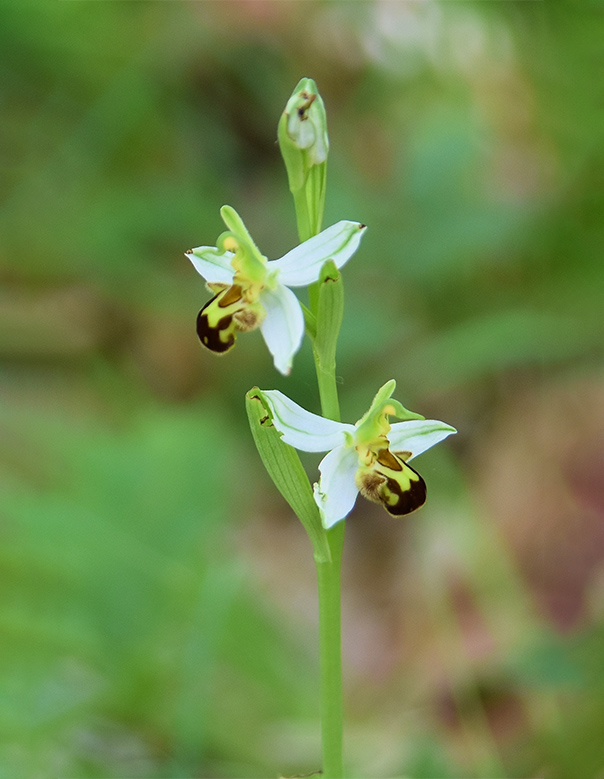 Famiglia orchidaceae