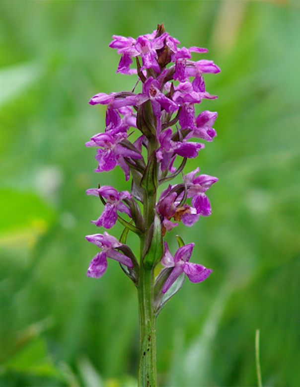 Famiglia orchidaceae