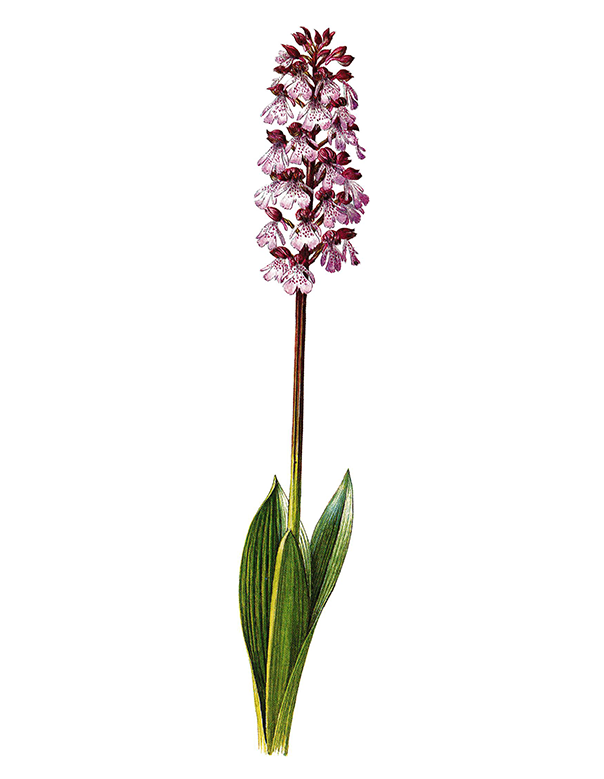 Fam. Orchidaceae / Orchis purpurea / Orchidea maggiore