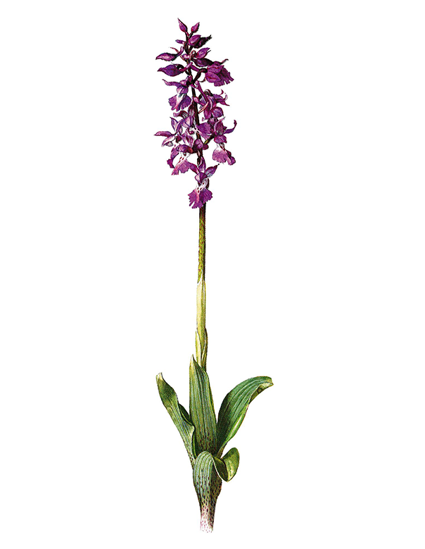 Fam. Orchidaceae / Orchis mascula / Orchidea maschia