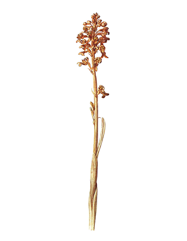 Fam. Orchidaceae / Neotta nidus-avis / Nido d’uccello