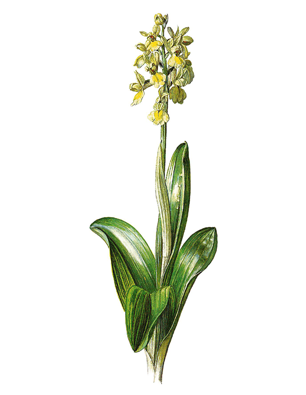 Fam. Orchidaceae / Orchis pallens / Orchidea pallida