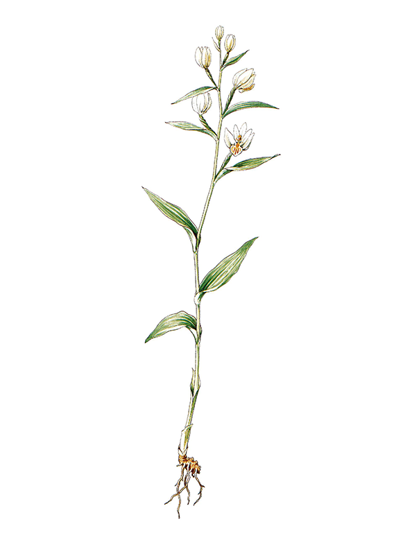 Fam. Orchidaceae / Cephalanthera damasonium / Cefalantera bianca