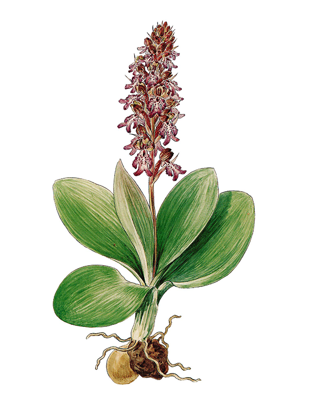 Fam. Orchidaceae / Barlia robertiana / Barlia