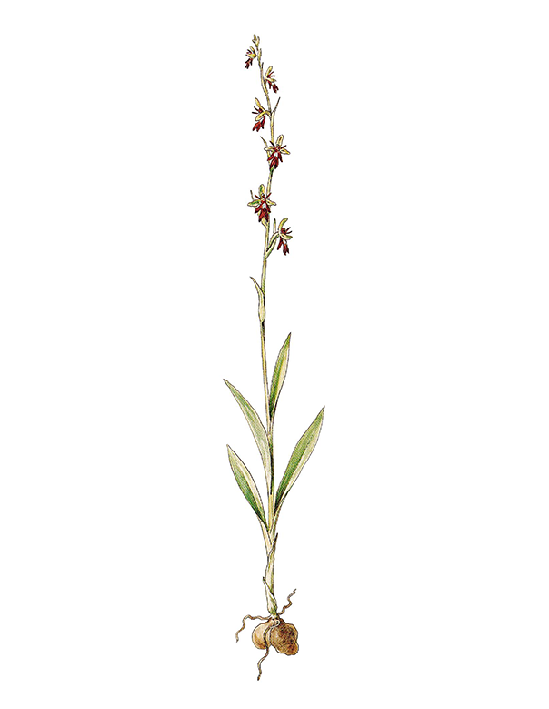 Fam. Orchidaceae / Ophrys insectifera / Orchidea insettifera, Fior mosca